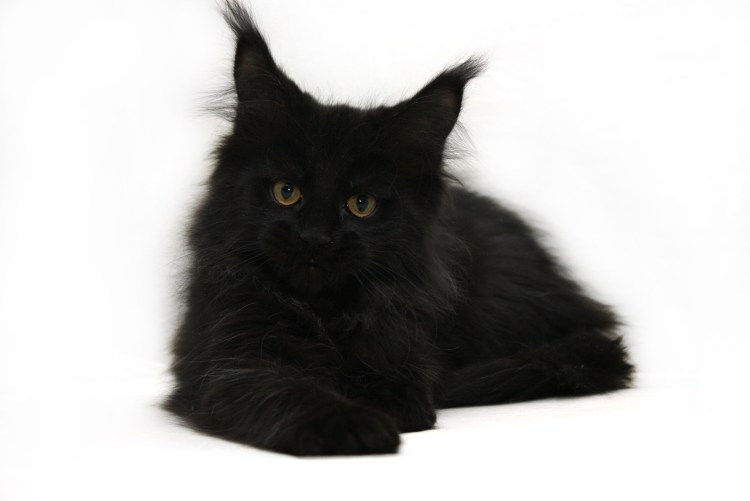 Мейн кун черный