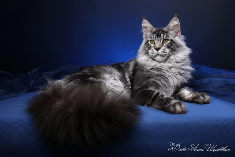 Мейн кун дьявол