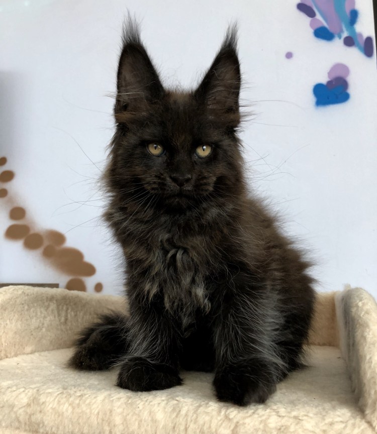 Черный котенок Мейн куна