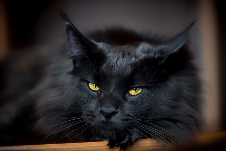 Мейн кун черный