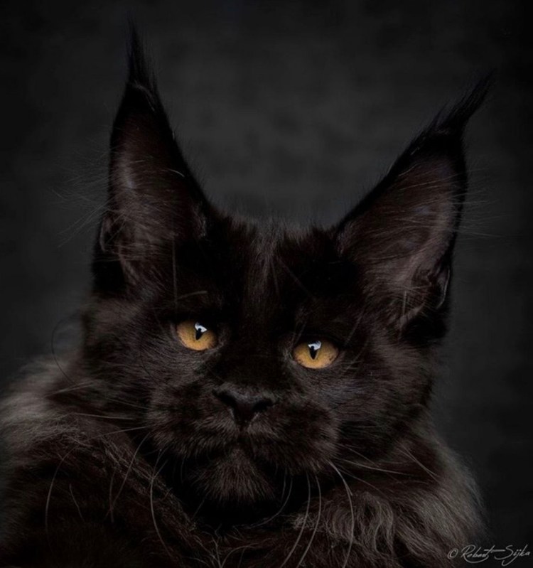 Черный котенок Мейн куна