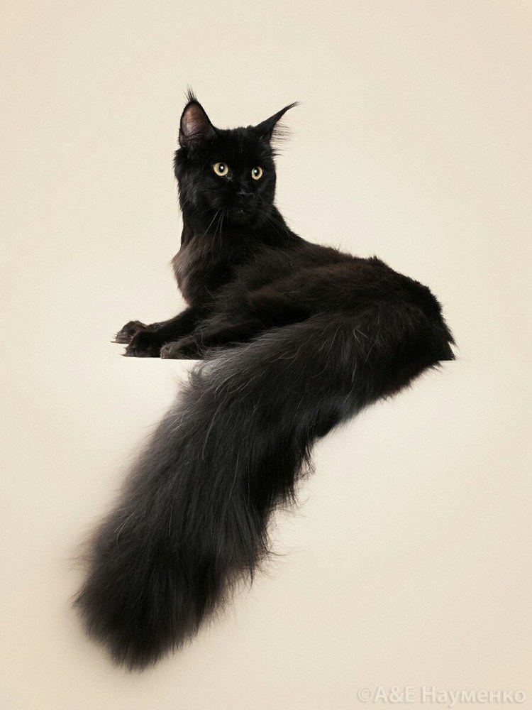 Robert Sijka чёрный Мейн кун