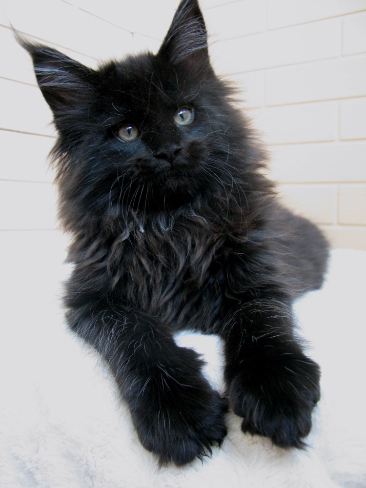 Черный мраморный Мейн кун