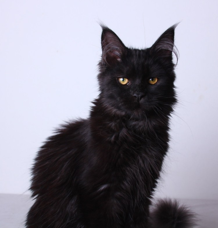 Мейн кун черный Солид