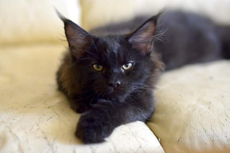 Мейн кун черный мрамор