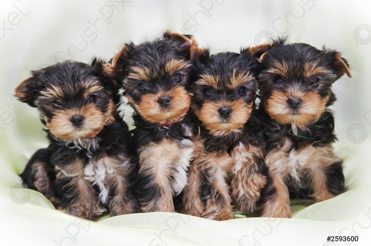 Щенки Йорка 1 неделя