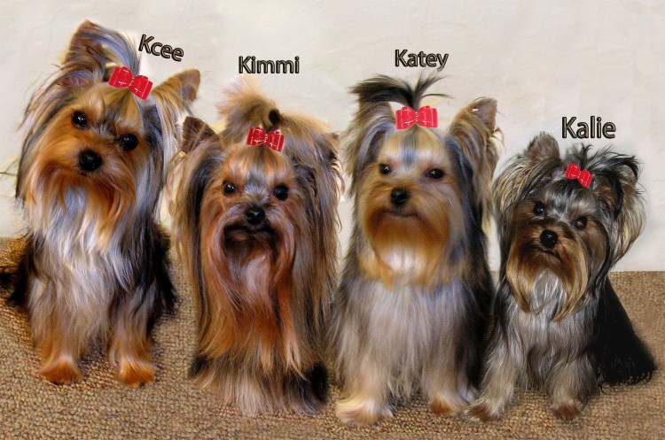 Щенок мальчик