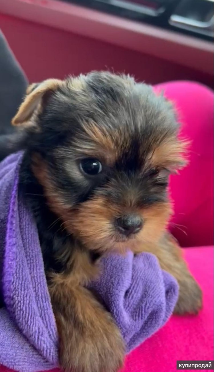 Щенки богемной Йоркширский терьер