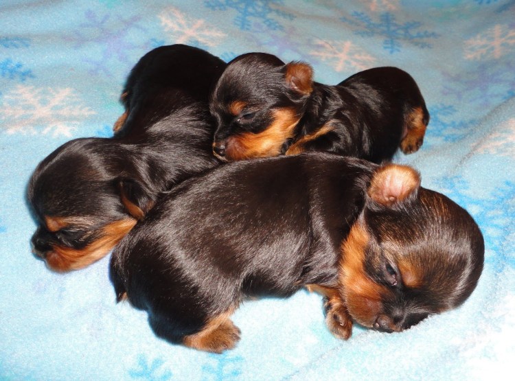 Йоркширский терьер Кузьма