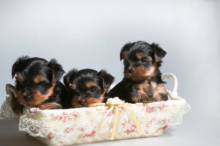 Такса и Йоркширский терьер