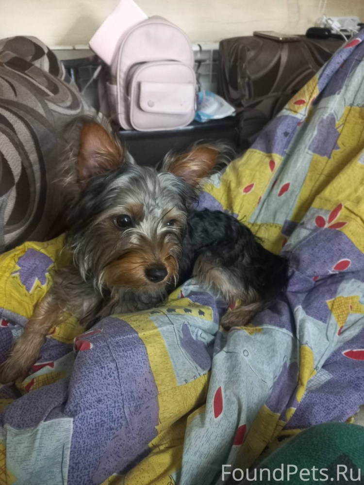 Календарь вязок и родов у собак