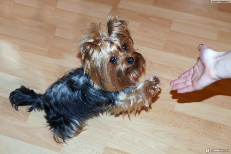 Щенок 0 месяцев