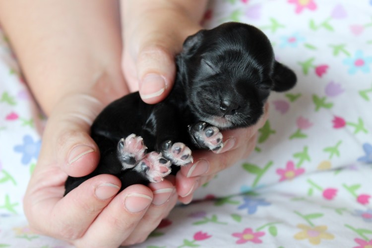 Беременный Йоркширский терьер