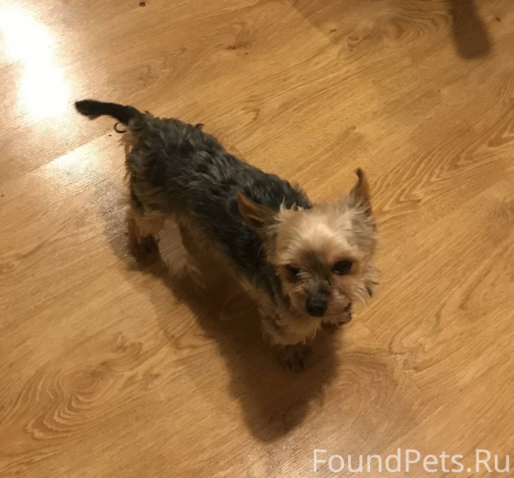 Взросление Йорка по месяцам