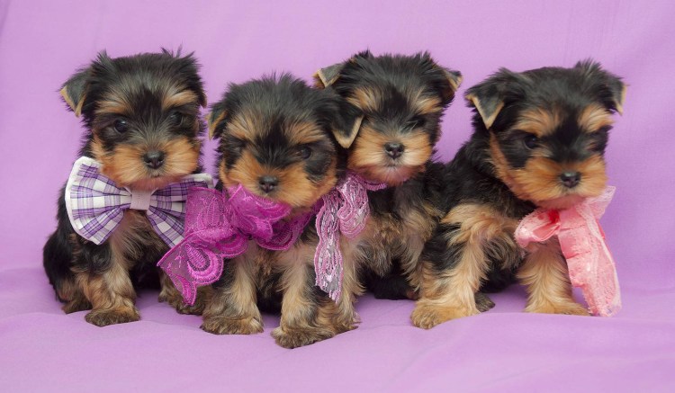 Щенки йоркширского терьера Новорожденные