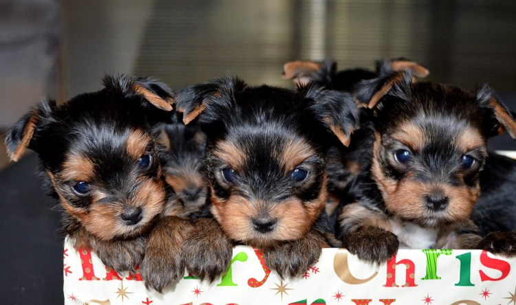 Йоркширский терьер стандарт