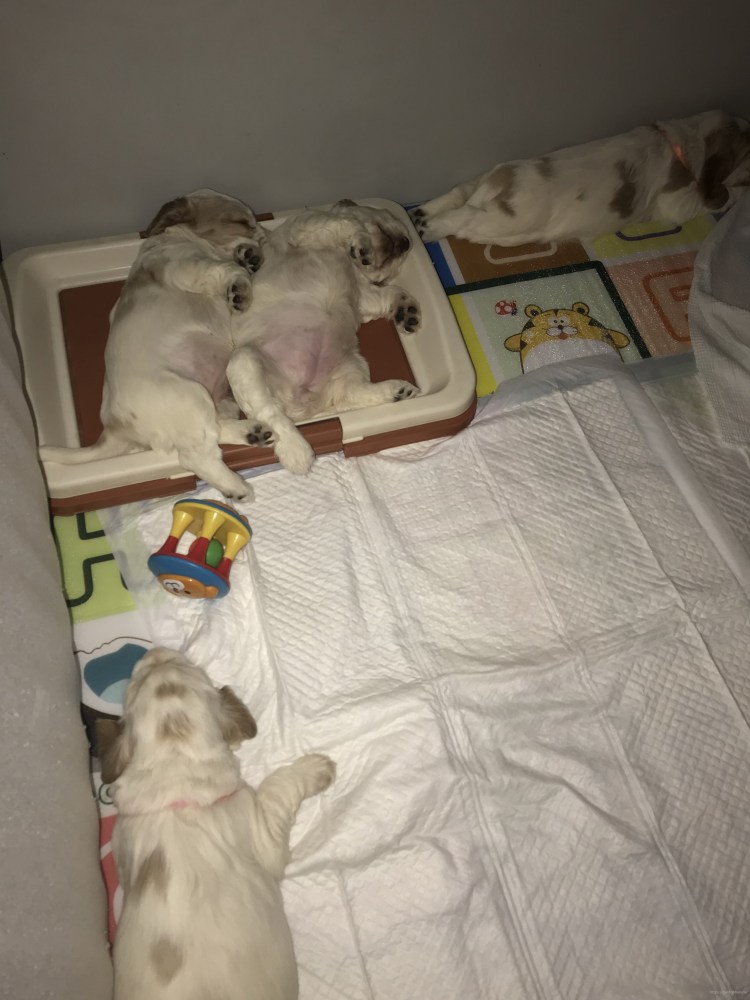 Йоркширский терьер мини щенок