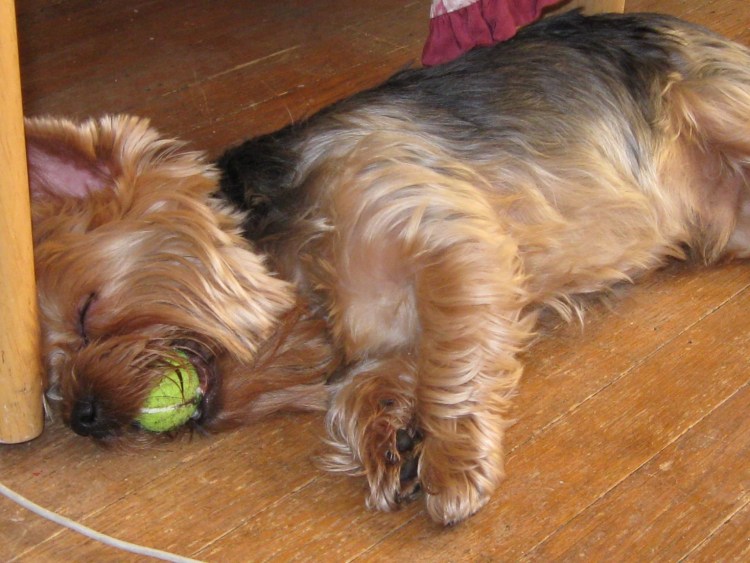 Йоркширский терьер в одежде адидас