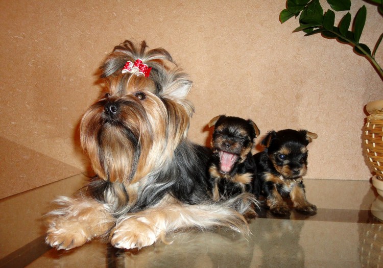 Таблица нормального веса щенка карликовой таксы