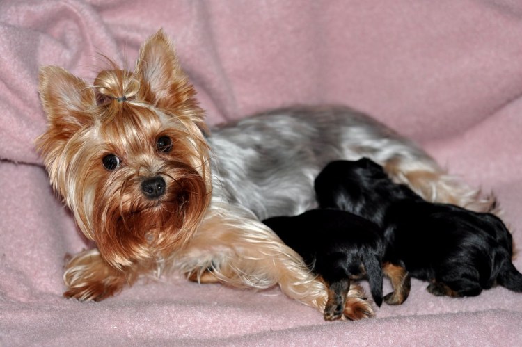 Этапы роста щенка немецкой овчарки