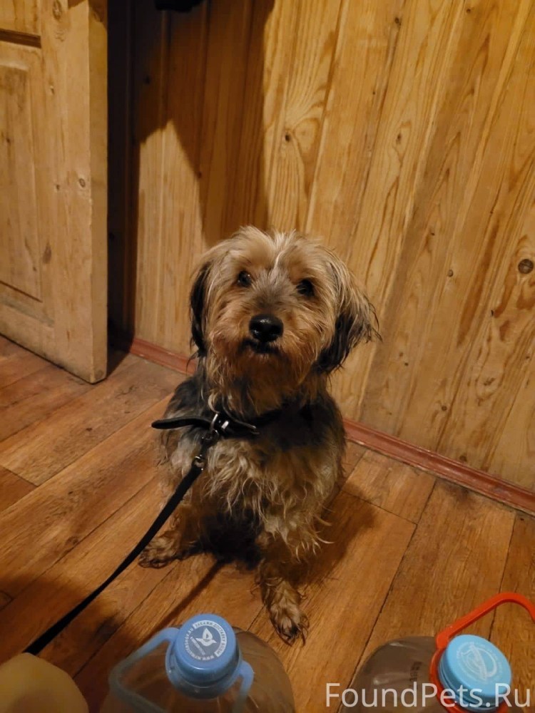 Дерматофитоз у йоркширского терьера