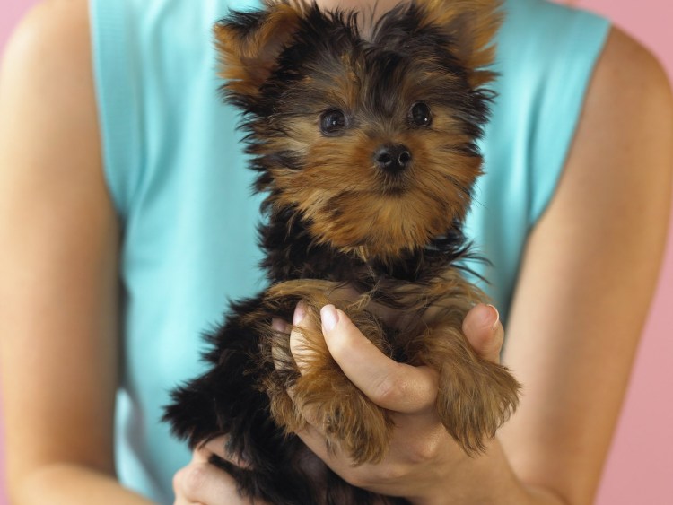 Йоркширский терьер щенок 4 месяца