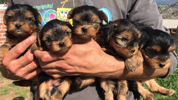 Йоркширский терьер 5 месяцев