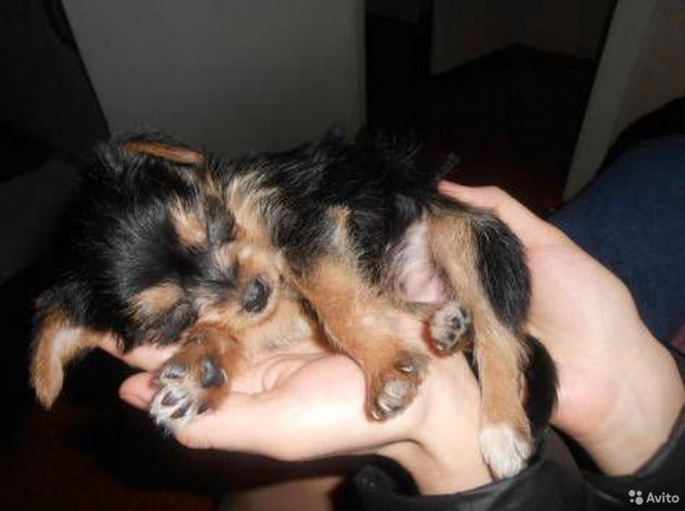 Стандарты породы Йоркширский терьер РКФ вес