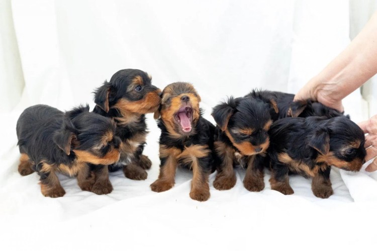 Йоркширский терьер родители