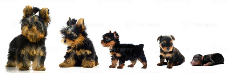 Йоркширский терьер Эволюция развития