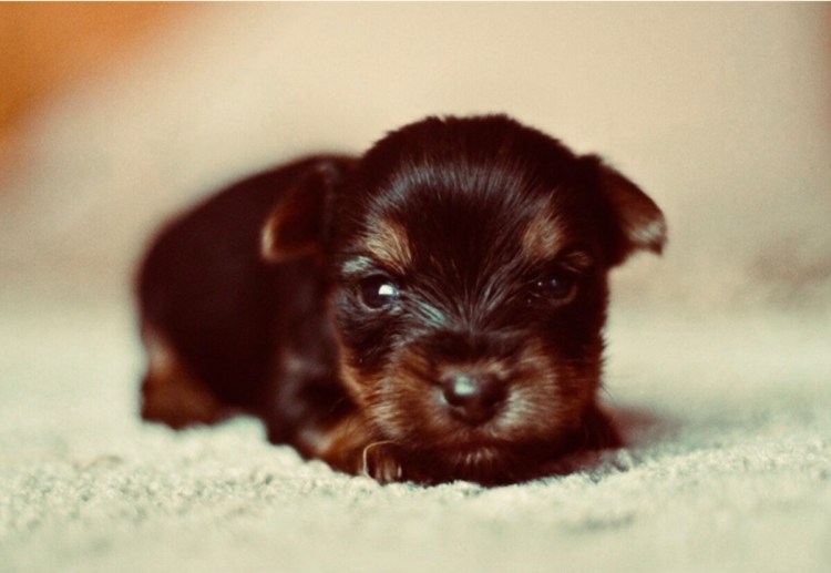 Йоркширский терьер