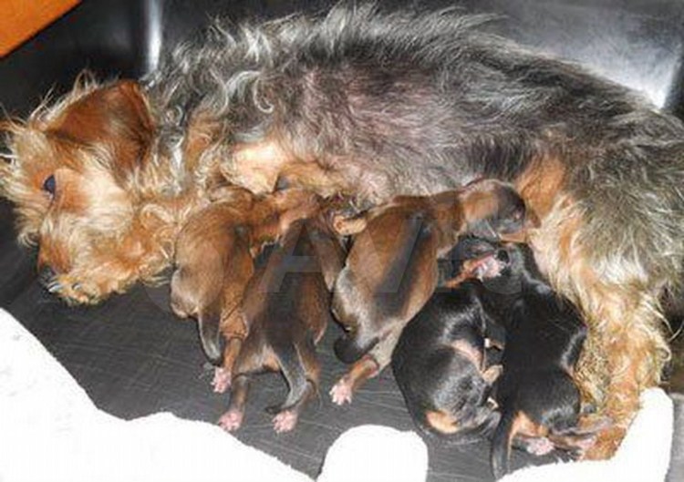 Щенки йоркширского терьера Новорожденные