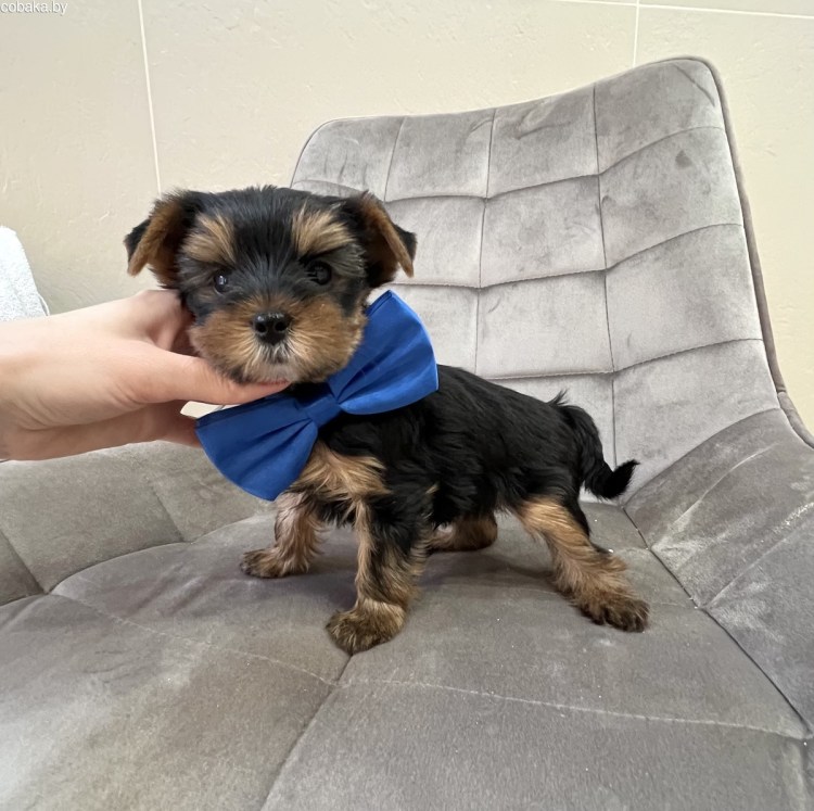 Ершистый терьер щенки 2 месяца