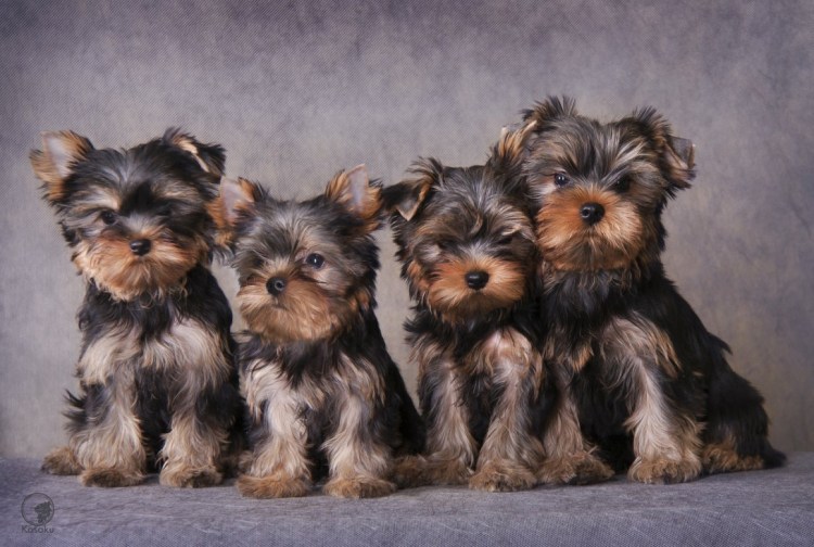 Йоркширский терьер