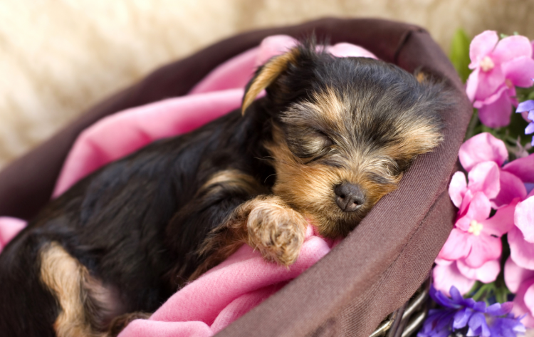 Ершистый терьер щенки