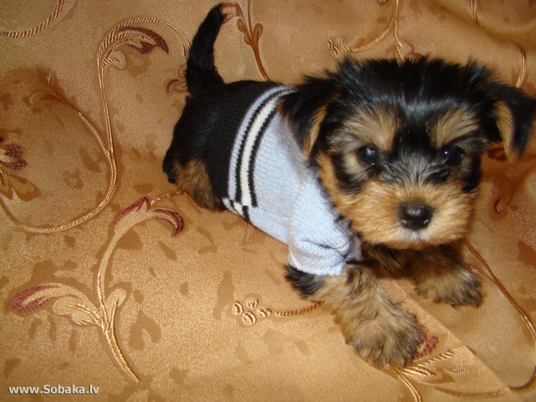 Йоркширский терьер Мерлин