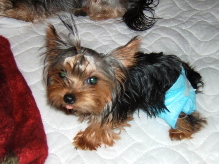 Йоркширский той терьер 1 месяц метис