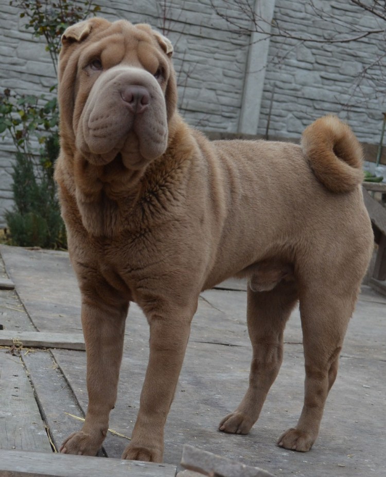 Шарпей Нескладчатый