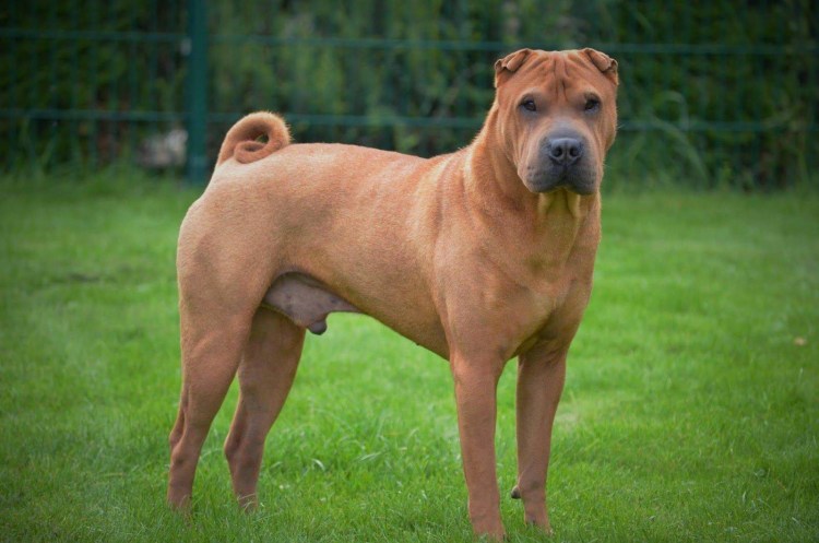 Американский Бойцовый шарпей