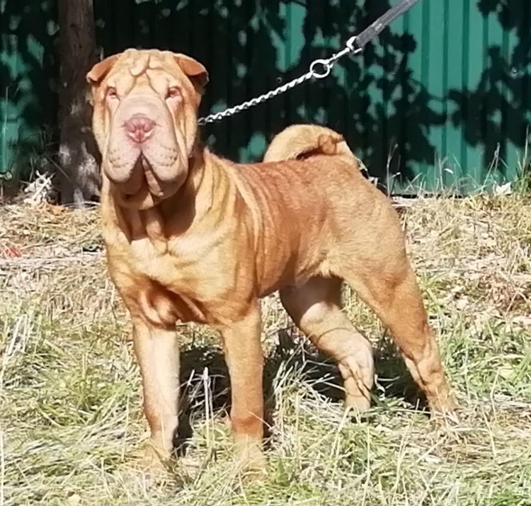 Британский шарпей