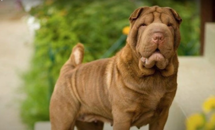 Шарпей бойцовская собака