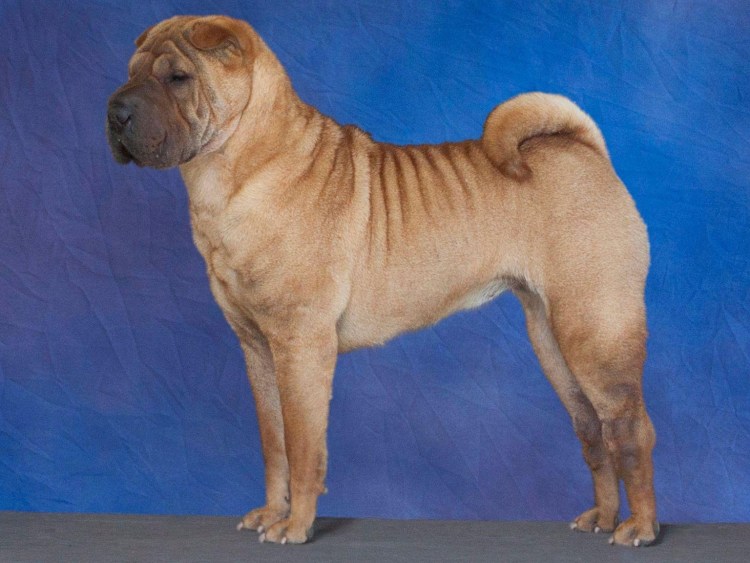 Собака шарпей