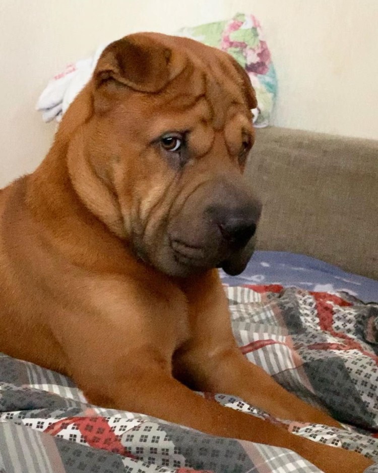 Порода американский шарпей