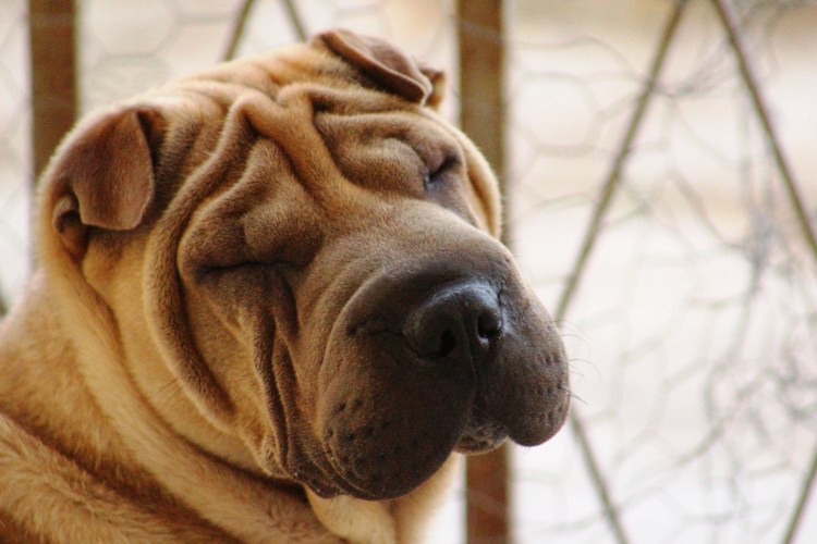 Порода шарпей