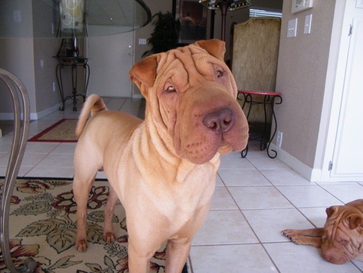 Американский шарпей