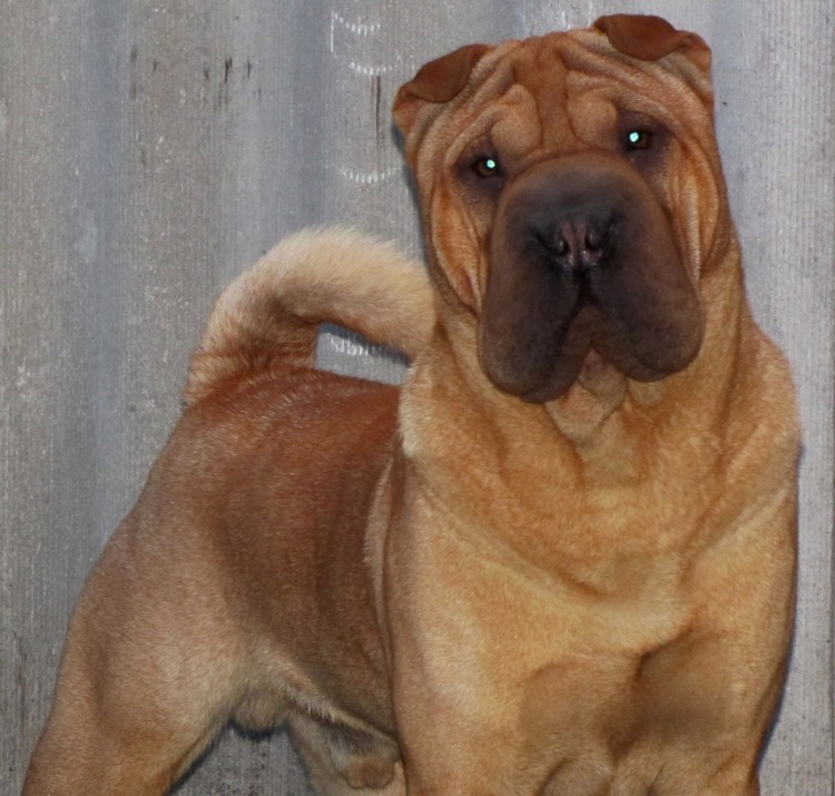 Китайский шарпей