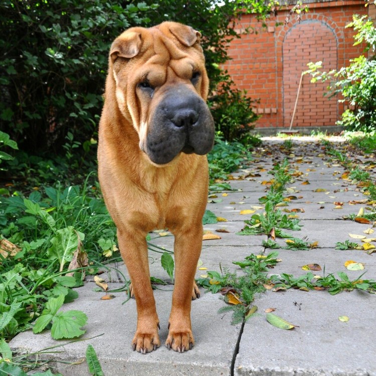 Бойцовский шарпей