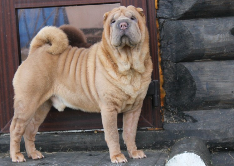 Собака шарпей