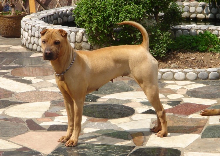 Китайский шарпей