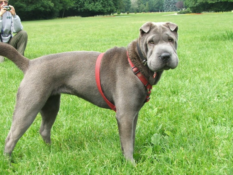 Американский шарпей серый